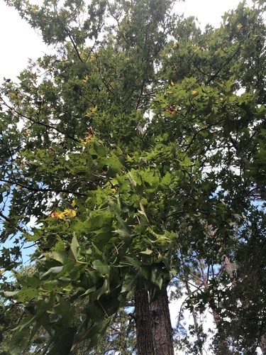 Liquidambar styraciflua image