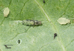 Sarucallis kahawaluokalani