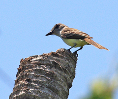 Myiarchus yucatanensis