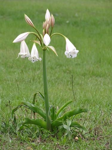 Pyjama lily (Crinum macowanii)
