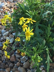 Senecio squalidus