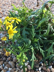 Senecio squalidus