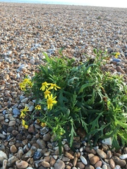Senecio squalidus