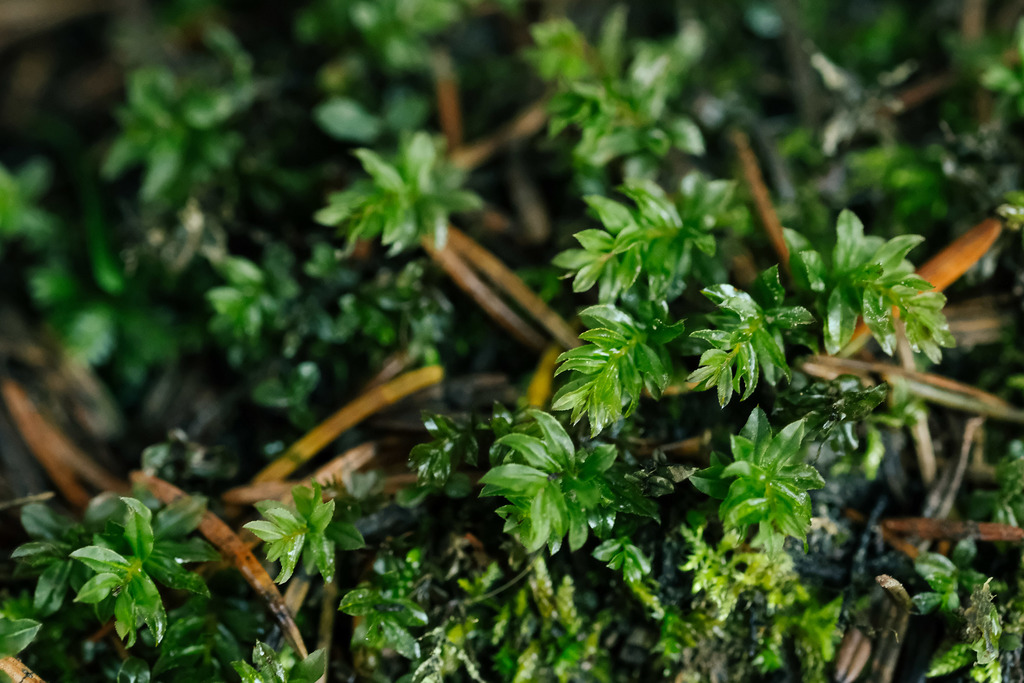 Mnium spinosum