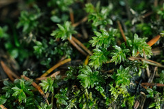 Mnium spinosum