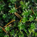 Mnium spinosum - Photo (c) Alexander Rumpel, some rights reserved (CC BY-NC), uploaded by Alexander Rumpel