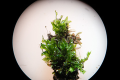 Mnium spinosum