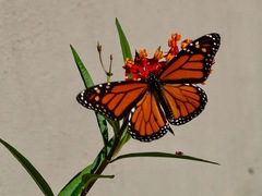 Danaus plexippus