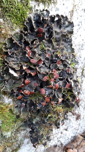 horizontal pelt lichen