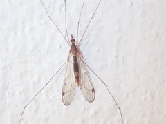 Megistocera