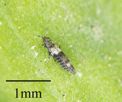 Caliothrips marginipennis