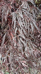 Acer palmatum