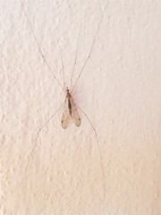 Megistocera
