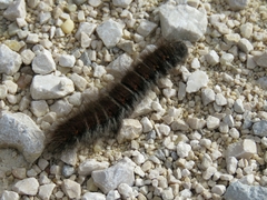 Macrothylacia digramma