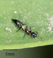 Franklinothrips vespiformis
