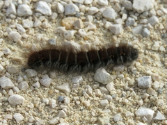 Macrothylacia digramma