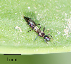 Franklinothrips vespiformis
