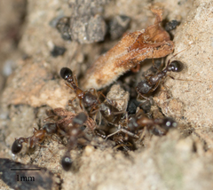 Cardiocondyla mauritanica