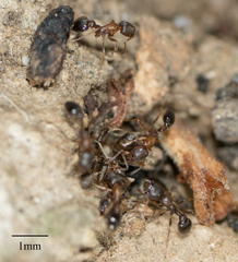 Cardiocondyla mauritanica