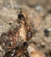 Cardiocondyla mauritanica
