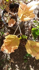 Magnoliopsida