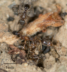 Cardiocondyla mauritanica