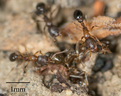 Cardiocondyla mauritanica