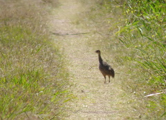 Rhynchotus rufescens