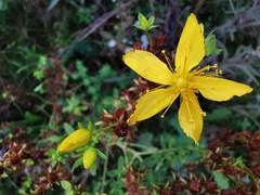 Hypericum perforatum