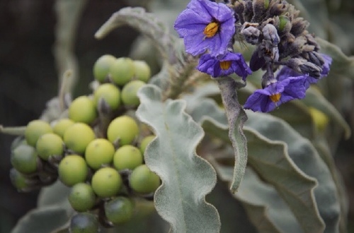 Solanum crinitipes