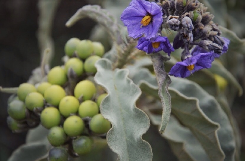 Solanum crinitipes