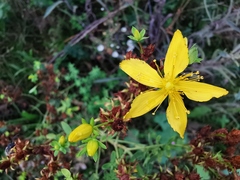 Hypericum perforatum