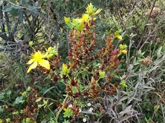 Hypericum perforatum