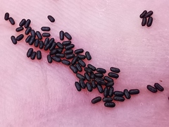 Hypericum perforatum