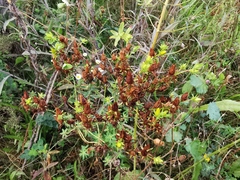 Hypericum perforatum