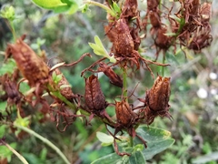 Hypericum perforatum