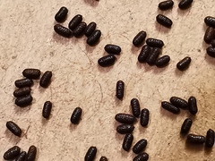 Hypericum perforatum