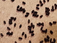 Hypericum perforatum