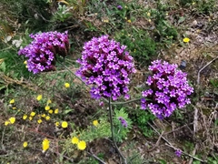 Verbena bonariensis