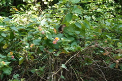 Menelaides