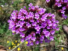 Verbena bonariensis