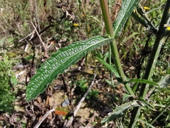 Verbena bonariensis