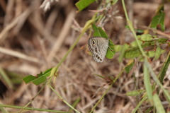 Ypthima lisandra