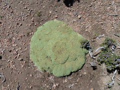 Pycnophyllum tetrastichum