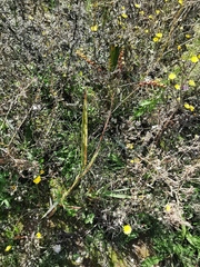 Crocosmia masoniorum × paniculata