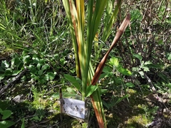 Crocosmia masoniorum × paniculata