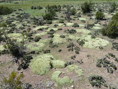 Pycnophyllum tetrastichum