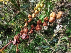 Crocosmia masoniorum × paniculata