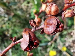 Crocosmia masoniorum × paniculata