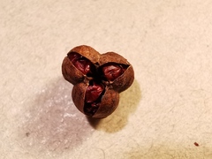 Crocosmia masoniorum × paniculata